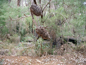 View of birds in the forest