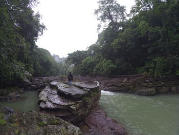 Scenic view of river amidst trees in forest