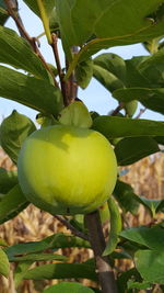 Close-up of fruit growing on tree