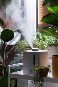 Steam from humidifier, moistens dry air surrounded by indoor houseplants. home garden, plant care