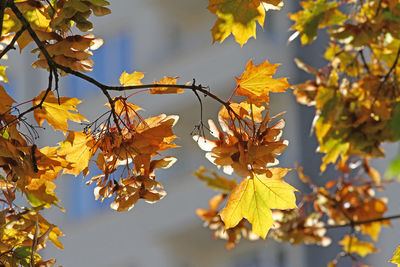 Low angle view of yellow leaves against blurred background