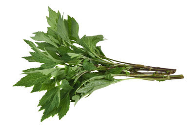 Close-up of fresh green plant against white background