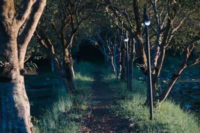 View of trees growing in forest