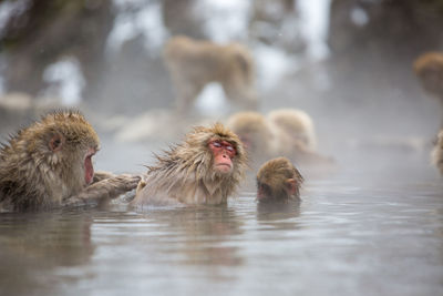 Monkey in a lake