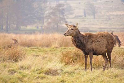 Deer standing on field at richmond park in foggy weather