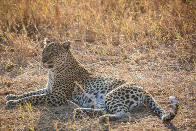 High angle view of cheetah lying on land