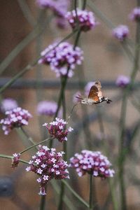 Close-up of bee on pink flowers