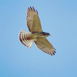 Low angle view of eagle flying against clear blue sky