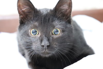 Close-up portrait of black cat