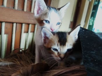 Portrait of cat with kitten