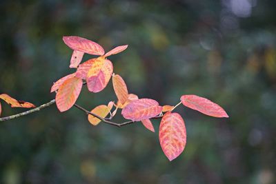 Close-up of red leaves on plant during autumn