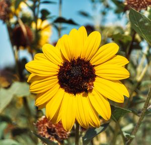 Close-up of sunflower