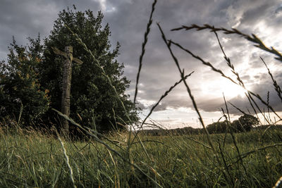 Plants growing on land against sky