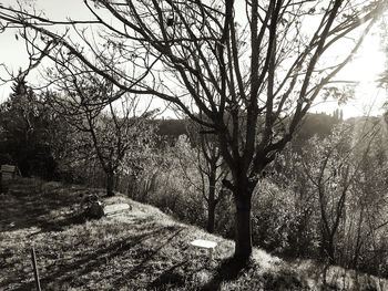 Bare trees on field against sky