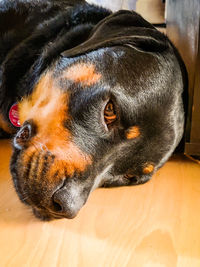 Close-up of a dog resting on floor at home