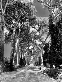 Empty road amidst trees