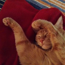 Close-up of cat sleeping on bed