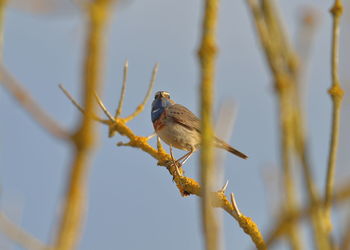 Bird perching on twig