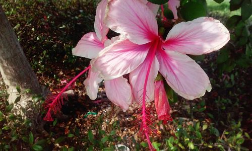 Close-up of pink flowers blooming in field