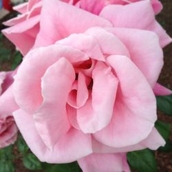 Close-up of pink rose