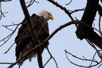 Low angle view of eagle perching on tree against sky