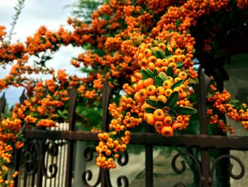Close-up of orange flowering plants by fence