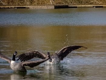 Birds in calm water