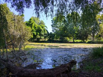 Scenic view of trees in forest