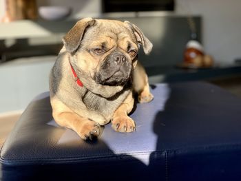 Close-up of a dog looking away