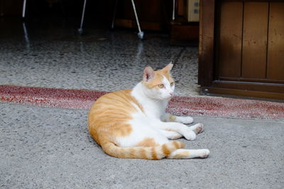 Cat relaxing on street