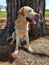 Dog sitting on tree trunk in field