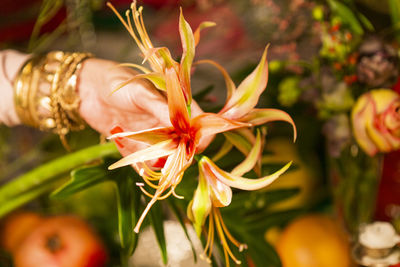 Close-up of hand holding flowering plant