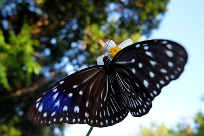 Close-up of butterfly on flower