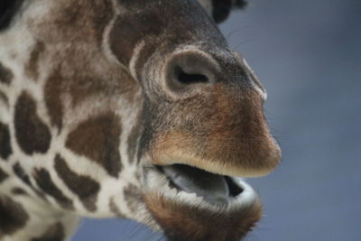 Close-up of giraffe mouth