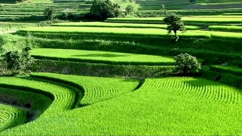 Scenic view of agricultural field