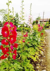 Red flowers blooming outdoors