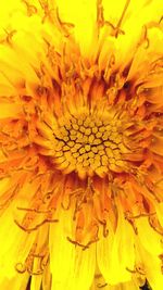 Close-up of yellow flower