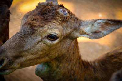 Close-up of deer