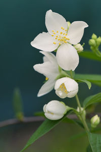 Close-up of white flowering plant