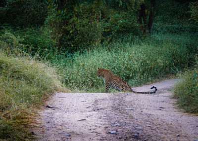 View of an animal walking on road