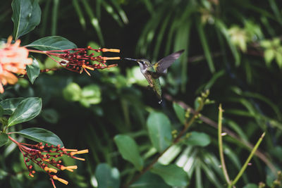 Close-up of a bird flying