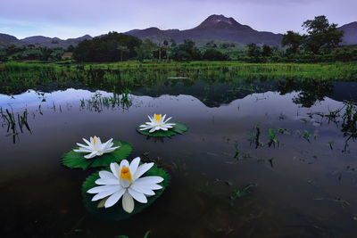 Close-up of water lily in lake against sky