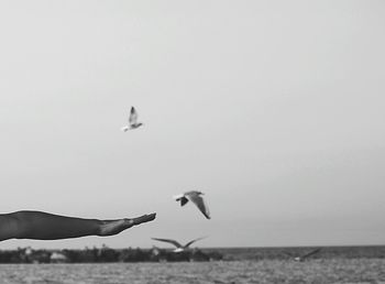 View of birds in flight