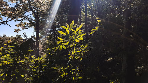 Close-up of yellow flowering plants on land