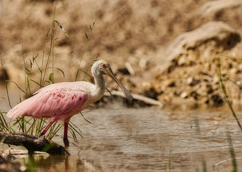 Close-up of a bird in lake