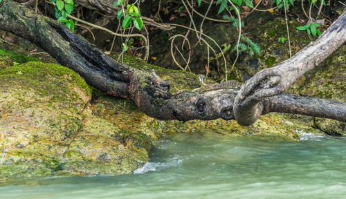 View of lizard on tree