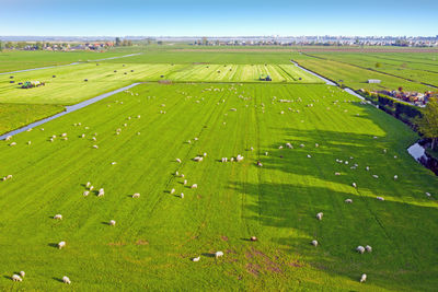 Aerial from sheep in the countryside of the netherlands