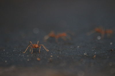 Close-up of spider on field