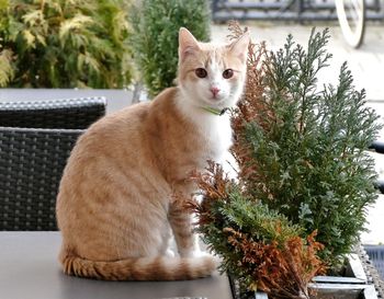 Portrait of cat sitting on potted plant in yard