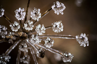 Close-up of frozen plant